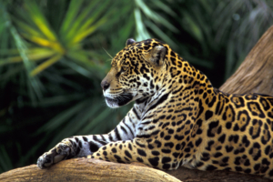 Jaguar in Amazon Rainforest1617210652 300x200 - Jaguar in Amazon Rainforest - Rainforest, Kittens, Jaguar, Amazon
